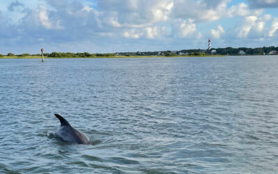 Wildlife-dolphin-lighthouse