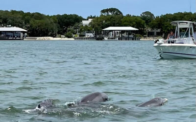 Wildlife-dolphins-st-augustine-3