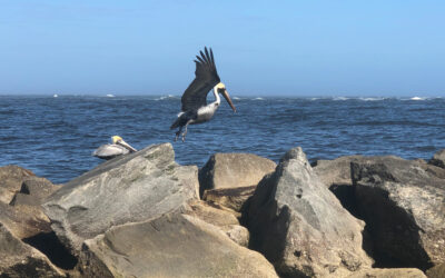 Wildlife-st-augustine-florida-pelicans